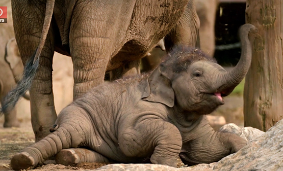 baby elephant picture