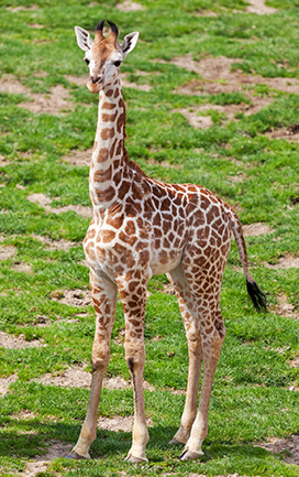 baby giraffe picture on grass