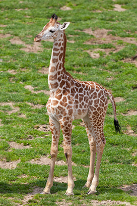 baby giraffe picture