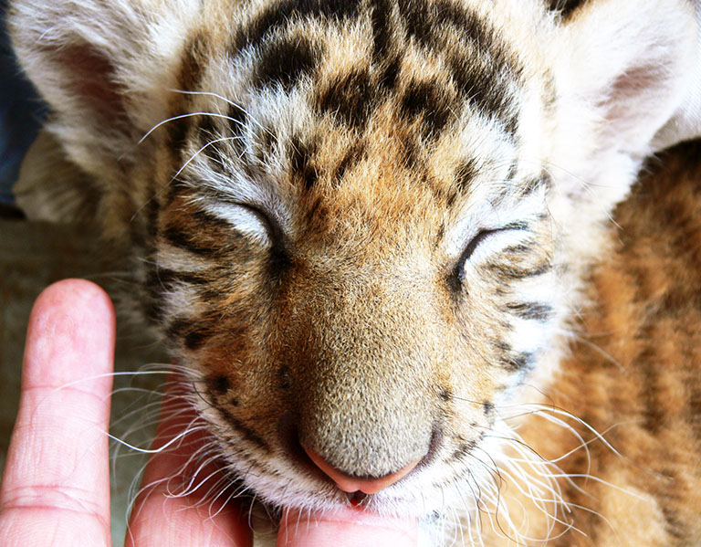 baby tiger sucking finger