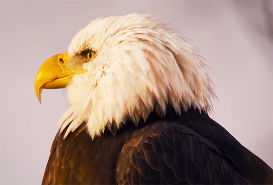 bald eagle head close up