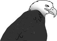 cool drawings bald eagle