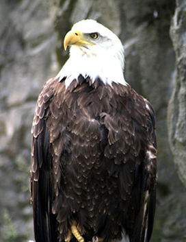 American Bald Eagle bird