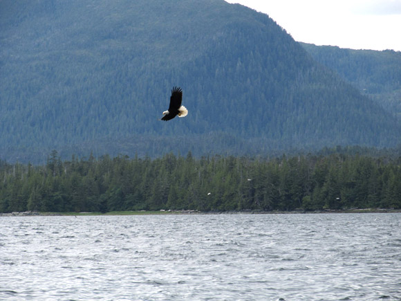 american bald eagle flying over river and mountains