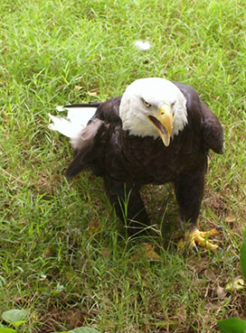 Bald Eagle on grass