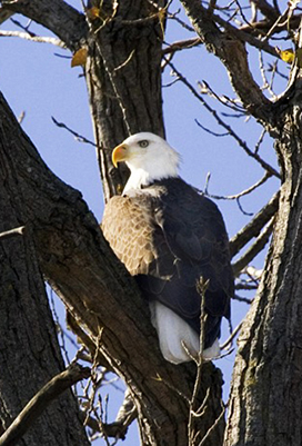 Bald Eagle perched in tree