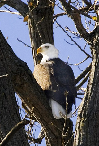 american bald eagle in tree