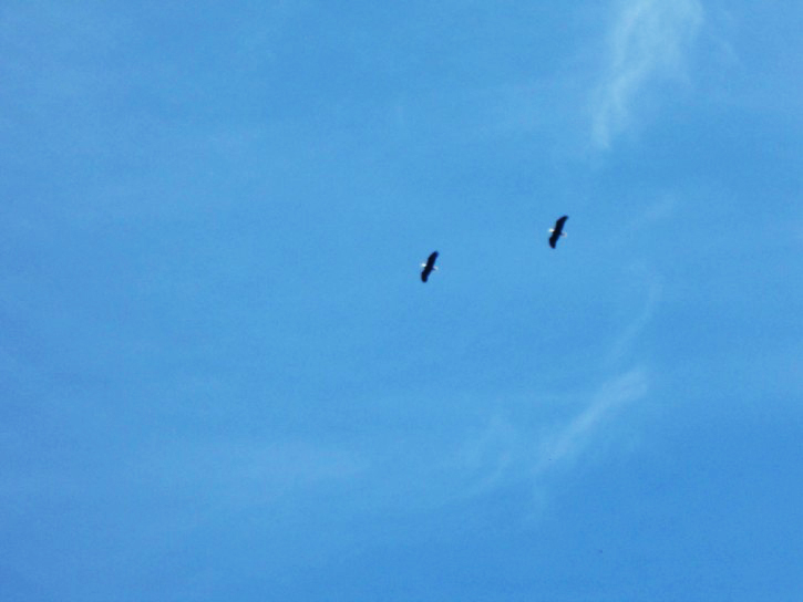 bald eagles flying