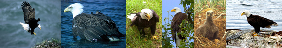 bald eagle pictures border