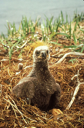 Bald Eagle chick in nest