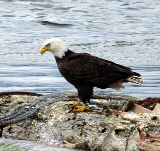 american bald eagle on log in water