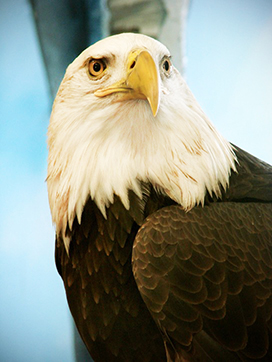 Bald Eagle en face