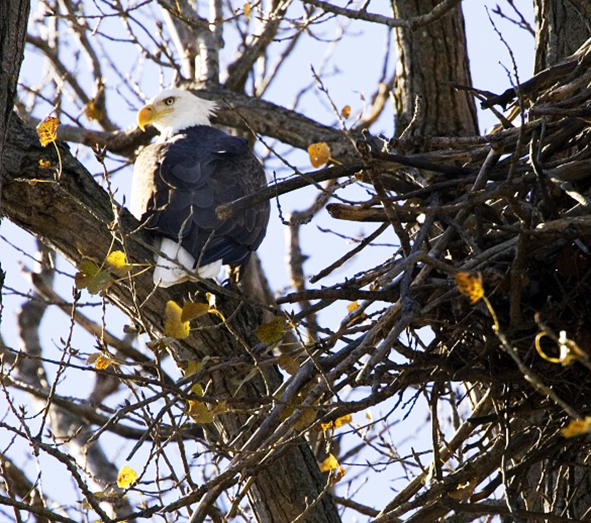 bald eagle in tree near nest