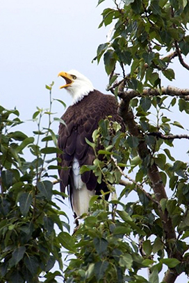 Screaming Bald Eagle in tree