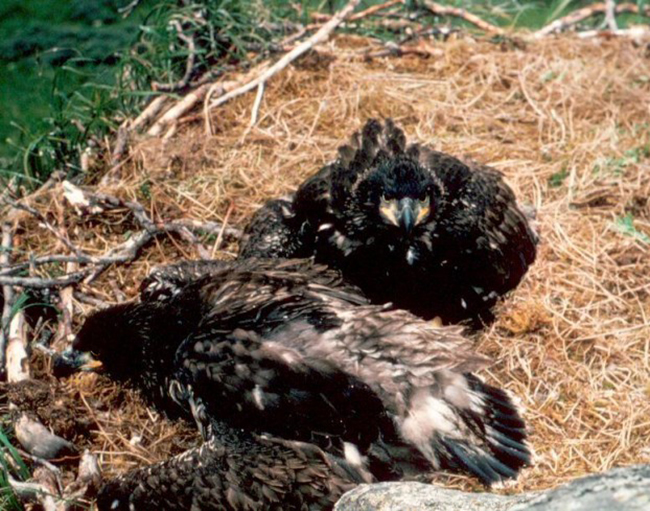 young bald eagles in nest