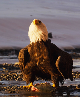 bald eagle with fish