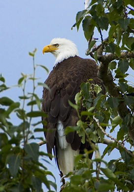 Bald Eagle in tree top