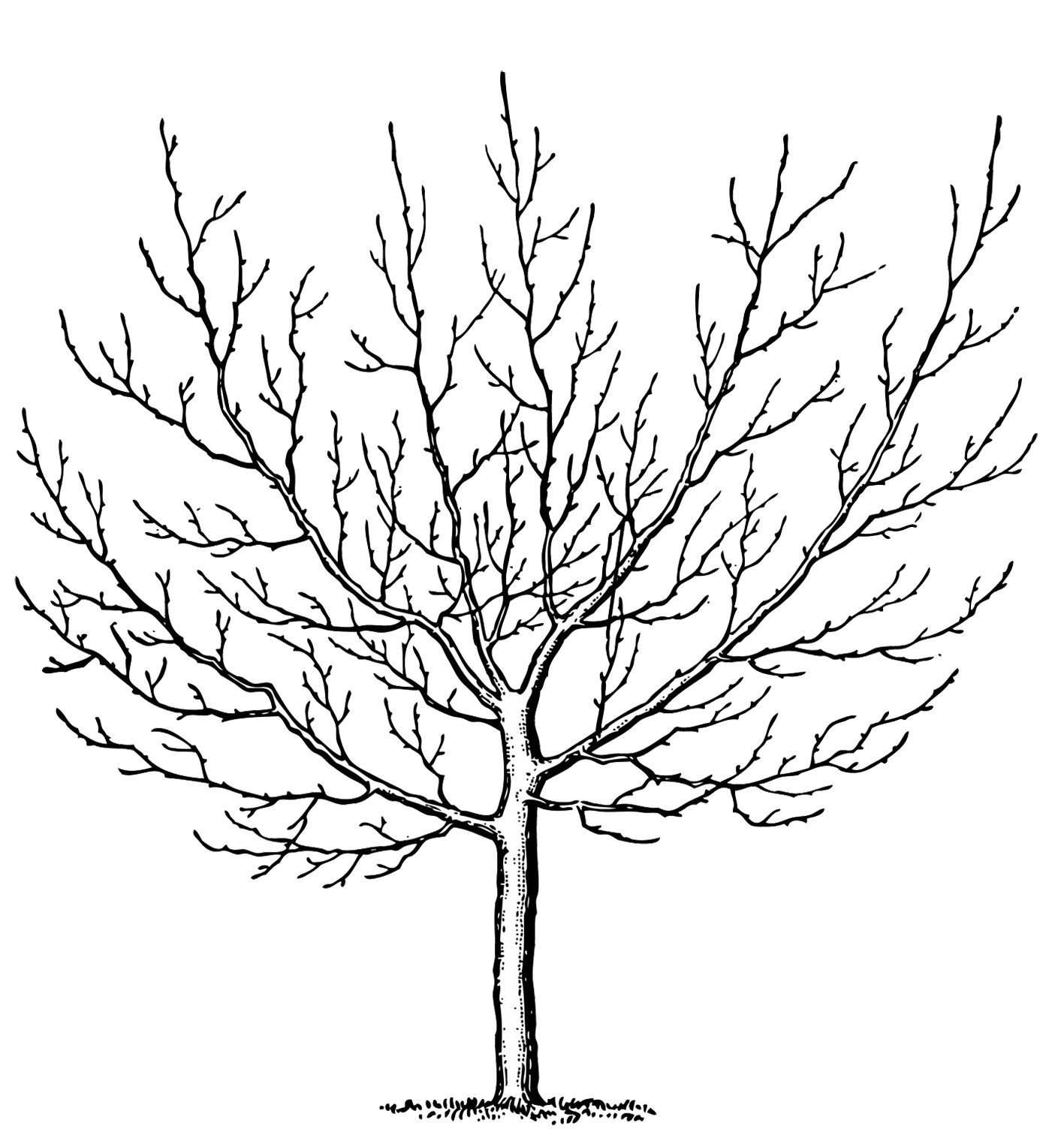 bare tree silhouette