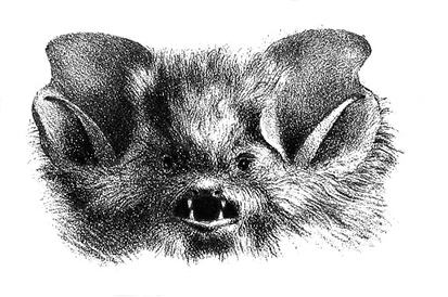 scary bat head 
