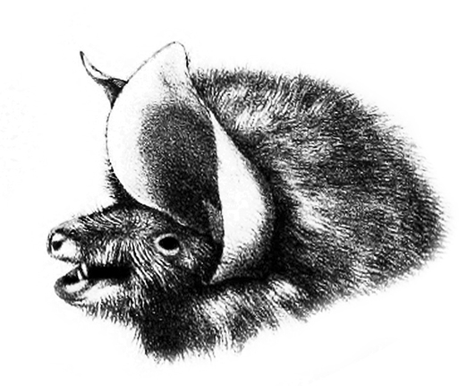 sideways drawing of bat head