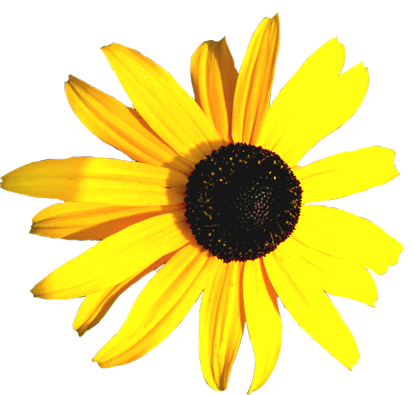 Beam Corneflower yellow