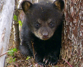 cute photo of a bear cub