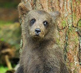 bear cub picture