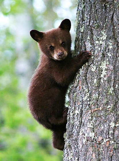 pictures of animals the brown bear cub