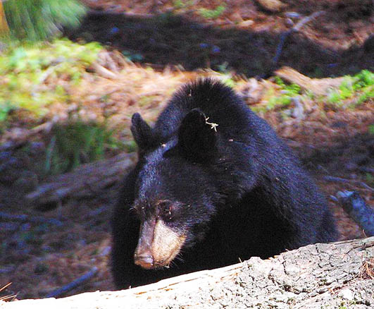 bear pictures Black bear