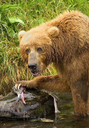 Brown bear feeding on salmon