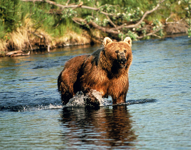 Brown bear in Creek