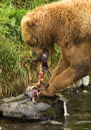 Brown bear in river eating salmon