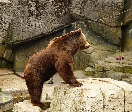 Brown bear looking at meat in Zoo