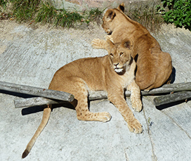 beautiful big lion cubs