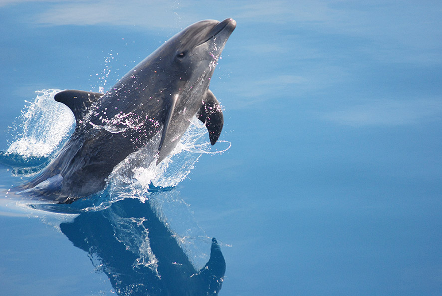 beautiful bottlenose dolphin