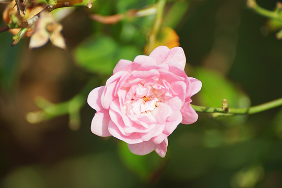 photo of beautiful pink flower