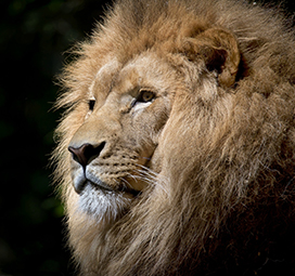 beautiful lion portrait