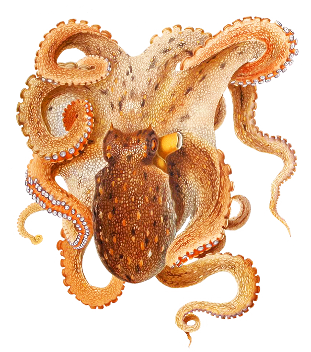 beautiful octopus drawing