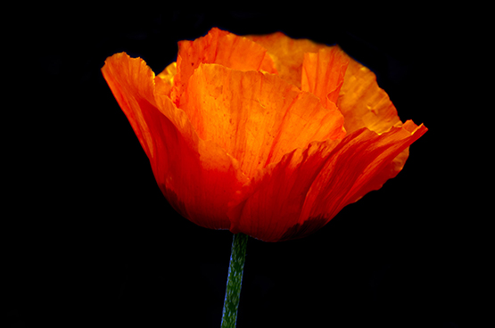 beautiful red poppy photo