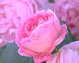 beautiful photo of a pink rose