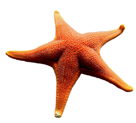 beautiful starfish cut-out