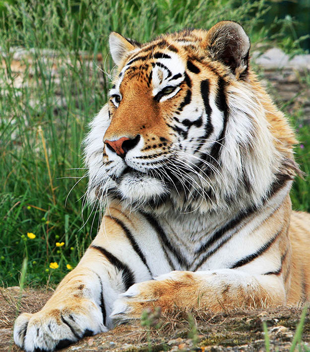 beautiful tiger picture