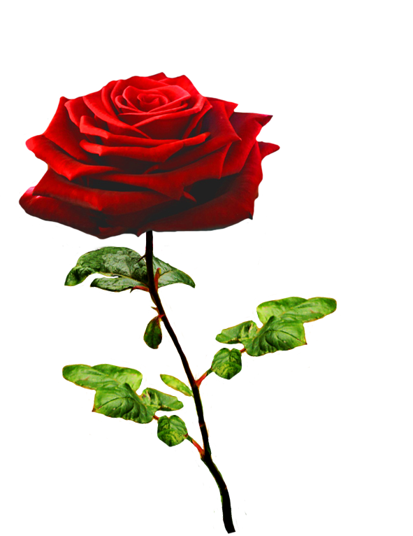 beautiful Valentine rose