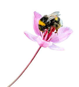 bee on pink flower png