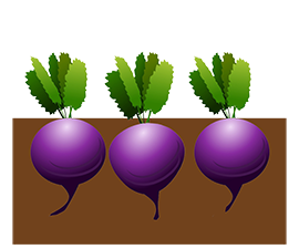 beetroot bed clipart