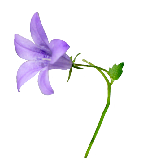 clip art of bellflower