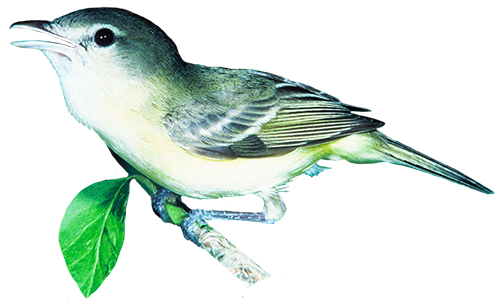 Bell's Vireo picture