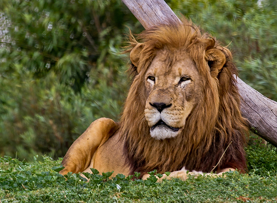 photo of big male African lion