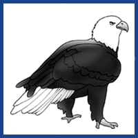 big logo bald eagle drawings