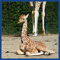 giraffe facts logo
